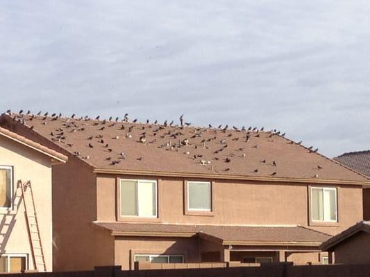 Do you need pigeon control.  Pigeonpros has the solution.