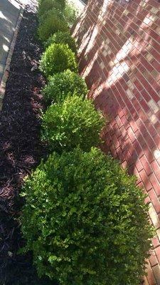 9 Boxwood in a row