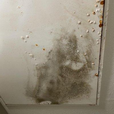 Bathroom mold.