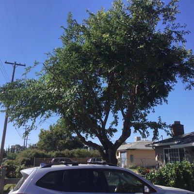 I paid 1,600 dollars for this tree trimming by Props Tree Service!  It was NOT in compliance with Smud. He should have know that.