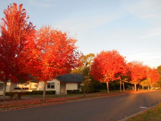 Ask About Our Tree Trimming Services