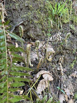 Fern, a fiddle head- when boiled, tastes like asparagus!