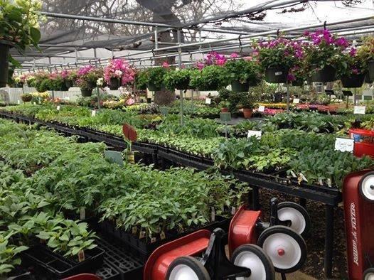 plant nursery