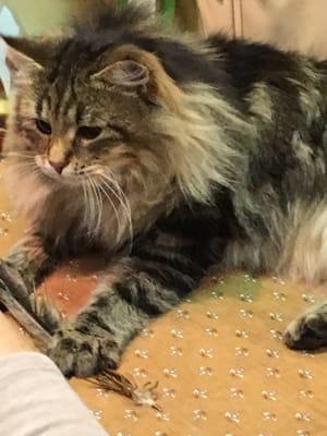 Maine Coon