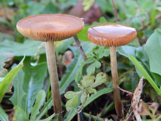 Two mushrooms, one brimming with water.