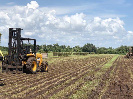 Fresh Cut Hand Selected Sod Farm Direct