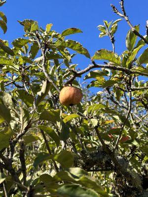 Apple-A-Day Ratzlaff Ranch