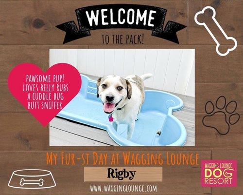 Rigby having a fun at Wagging Dog Lounge