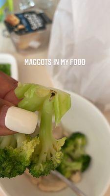 Maggots in steamed broccoli