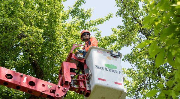 SavATree - Central Texas Tree Care