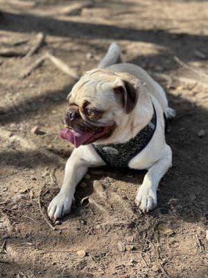 Nate's Point Dog Park - Balboa Park