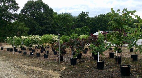 Hydrangea Trees!