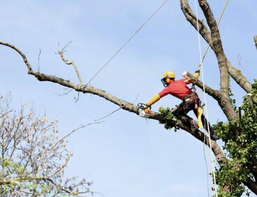 BTimberman Tree Service