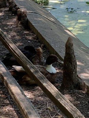 Hidden ducks.