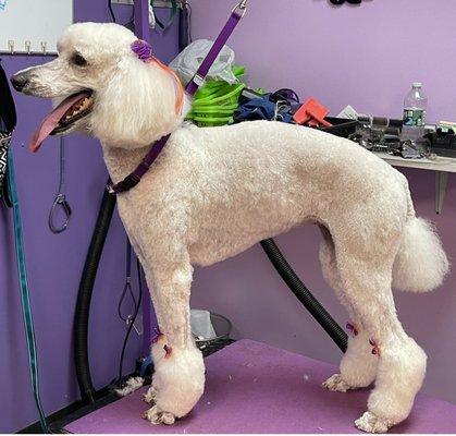 Pet groomer near Massapequa Park