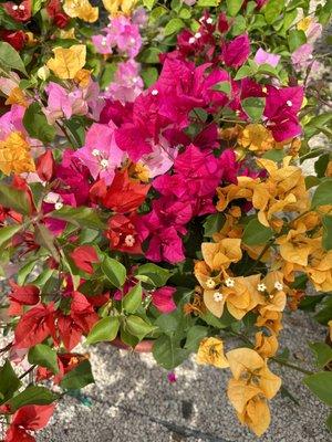 Multicolored Bougainvillea