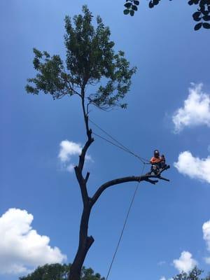 Raul, one of the best tree removal specialist in the state.