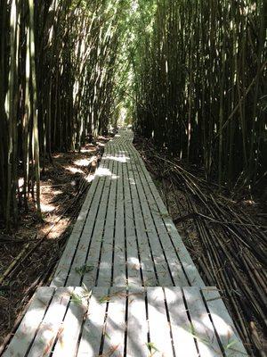 If your up for an adventure on one of our Hawaiian Cruisers, the Pipiwai Trail is one of the best! Bamboo Forest.