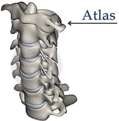 Austin Atlas  Orthogonal  Chiropractic