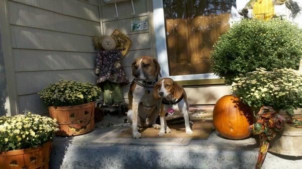 Scout and Casey on the job with Cow Bay