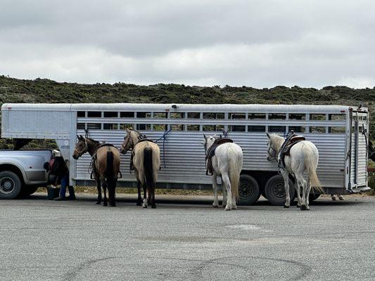 After the ride, Mike was preparing water for the horses.