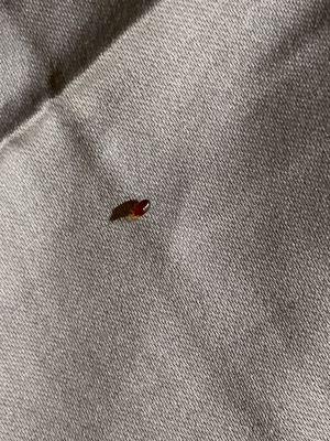 Bed bug #4