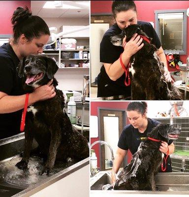 P.V.H. now offers baths and medical grooming! Trim those nails, clean those ears and scrub a dub dub!  Miss Macy who is being so good