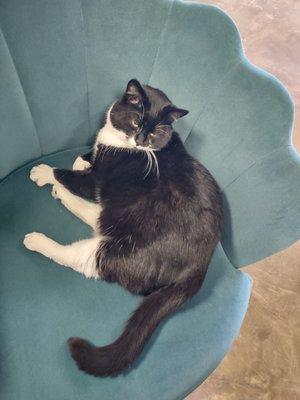 Lucy the bookstore cat