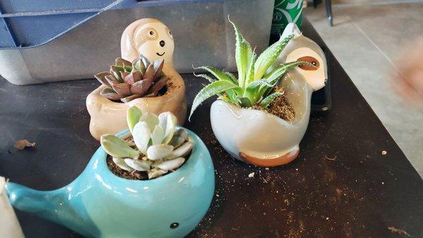 Small succulents