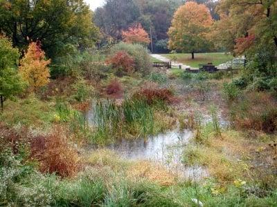 Stormwater Wetland At Saylor Grove