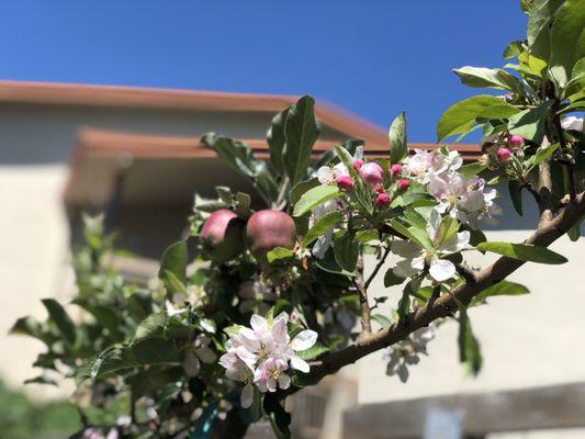 Apple trees