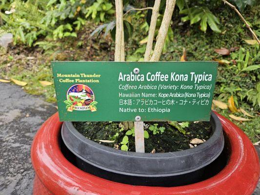 Arabaca coffee Kona plant