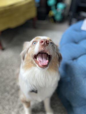 Months after the tongue cutting. You can see the permanent divot on the right side of her tongue.