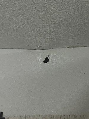 wall has water damage since we moved in it now is falling apart