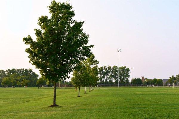 Keeping local fields green!