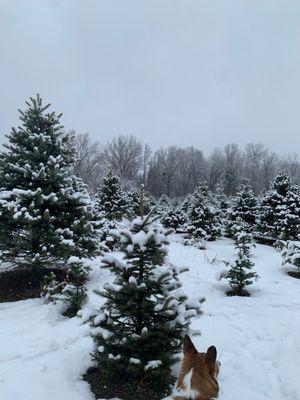 Addison Oaks Christmas Tree Farm - front yard with all the baby xmas trees, perfect for photoshoots with small humans and/or dogs!