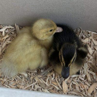 My ducks(: