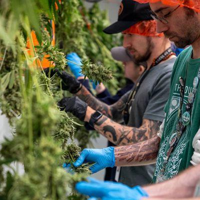 Harvest at The Source dispensary and grow facility in Rogers, Arkansas.