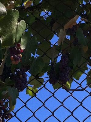 Close-up of grapes