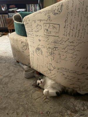 Chilling under the chair