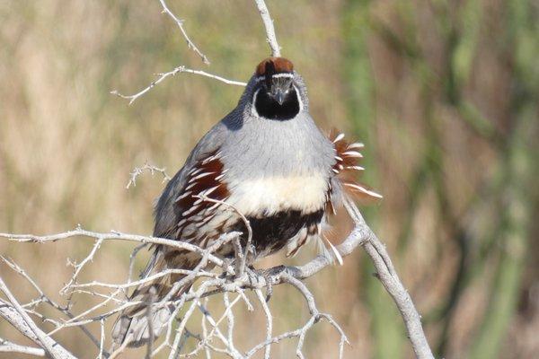 Gambel's Quail - April 2020