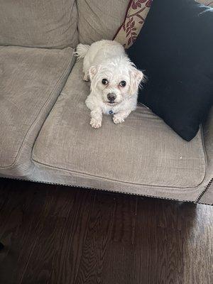 A canine with a teddy bear cut.