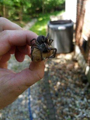 Wolf Spider