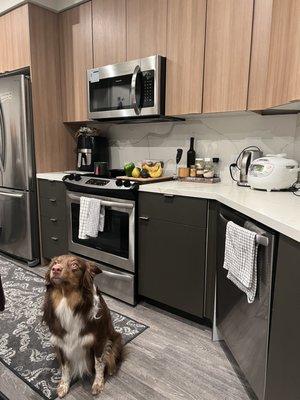 Our fur baby Rex with the freshly cleaned kitchen. Spotless.