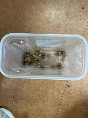 Does this look like 40 crickets? Even counting the dead ones