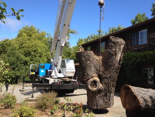 Tree Removal With Crane in Marin County