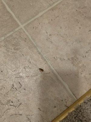 Walked in the front door and stepped on a roach! I moved in less than 3 months ago.