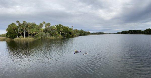 Floating, waiting for manatees to circle back around