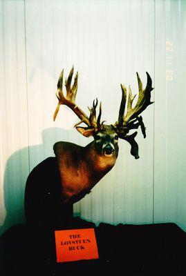 Stevens Taxidermy