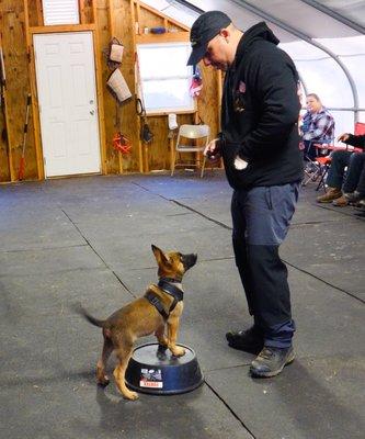 Customized K-9 Professional Dog Training